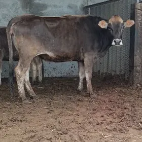 Arginal Kelek Bogaz Sygyr