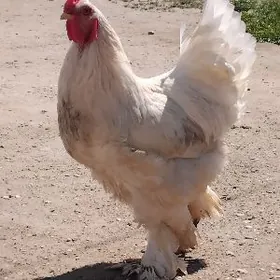 ÖŸ HAŸWANLARY. TAWUK