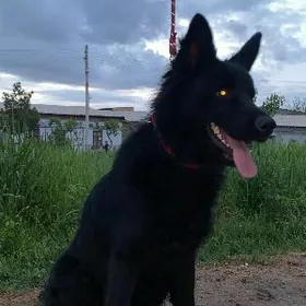 самец на вязку