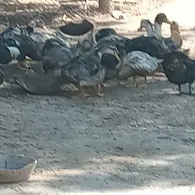 ordek gak gak baha 70 TM G