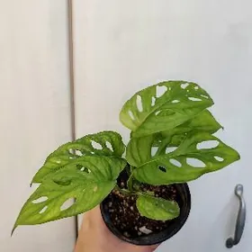 Монстера Манки