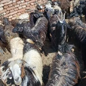 Owlakly geçi Bogaz geçi çewiş