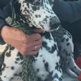 щенки далматинца