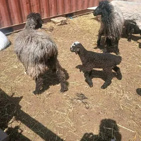 ишшек гузлы гойун теке