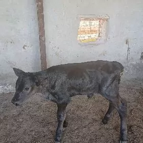 Göle oküzce gulajyn