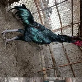 хораз.бойец