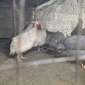 Sisalka yumurtgasy 5mnt