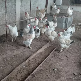 brama balgar ýumurtga