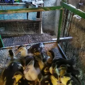 INDAWUTGA juje towuk juje