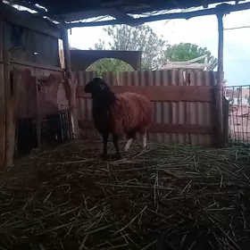 Koçkar bn bir ugraçy