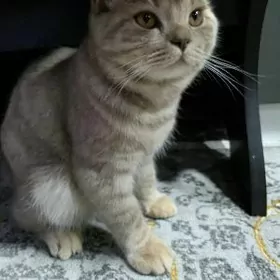 ️Продам шотландских кошек