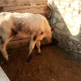 𝗈̈𝗄𝗂𝗓 𝗈̈𝗄𝗂𝖼̧𝖾 𝗀𝖺𝖼̧