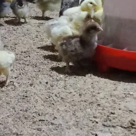 болгар жуже