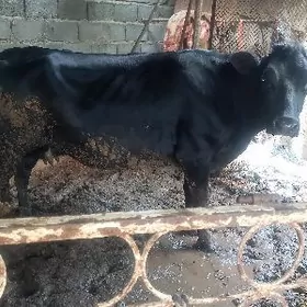 ÇORNY PYŸOSDYR SYGYR