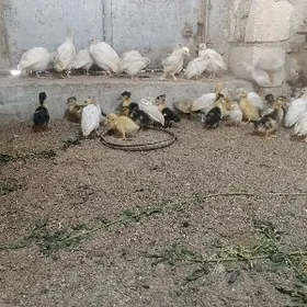 sizarka ak juyjeleri