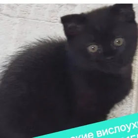 вислоухие шотландские