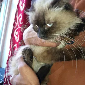 сиямиски пишик