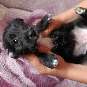 щенок коротконогая болонка