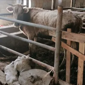 SIWES TUWE GYSYR SYGYR