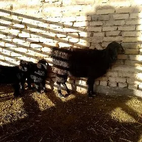 kelek owlakly geçi ekiz