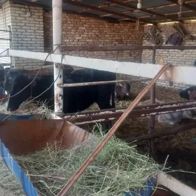 öküzler sygyrlar gulajyn