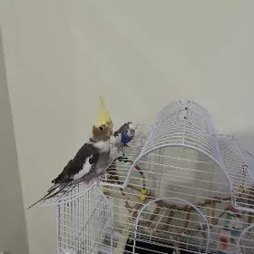 Корелла волнистый