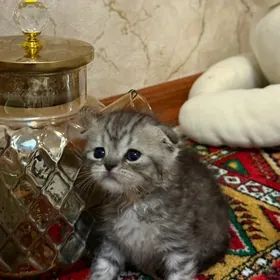 кошка вислоухая  pisik pishik