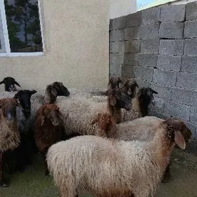 Goyun Gurbanlyk janly