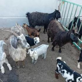 екиз овлаклы гечилер