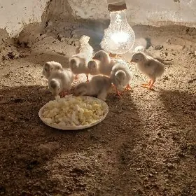 sisarka kakilik juyje