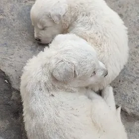 метись  продаются собачки