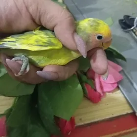 popugay попугай неразлучник