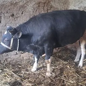 paroda ökuz ESTONISKI