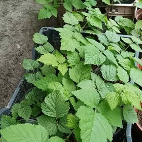 Растения и цветы / Güller