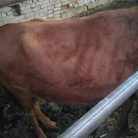 gulajyn sygyr bakylan