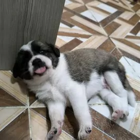 щенок мальчик