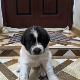 щенок мальчик