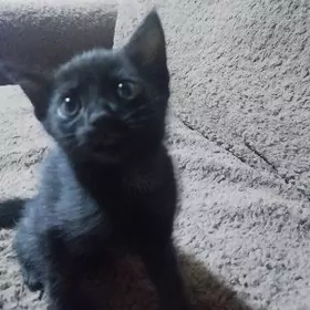 черный котенок