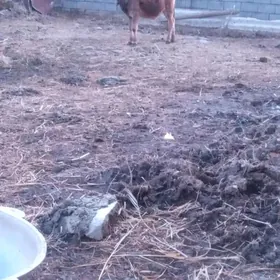 iki sany gololi sygyr