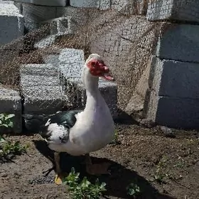 indautga erkek ordek