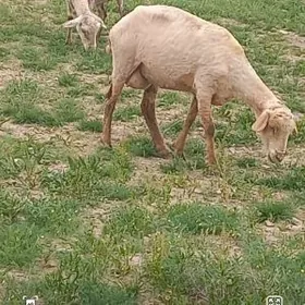 merinos guzyly goyun