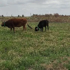 bogaz goleli sygyr golesi 1.1