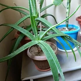 Aloe