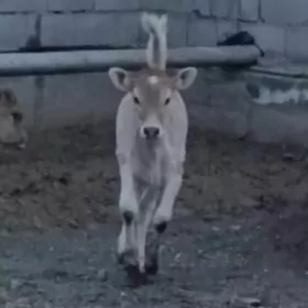 Tohum Tüwe Göleler