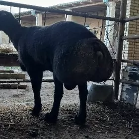 Гиссар арасса озбек бн гарылан