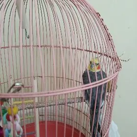 попугай Корела