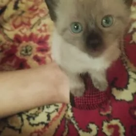 Сиамский котенок