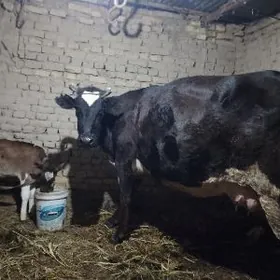 ÇORNY PIÝOSDYR SAĞLIK SYGYR 