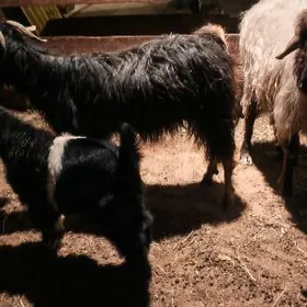 goýun ovlokly geçi