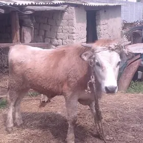 öküz bicilen 2sany